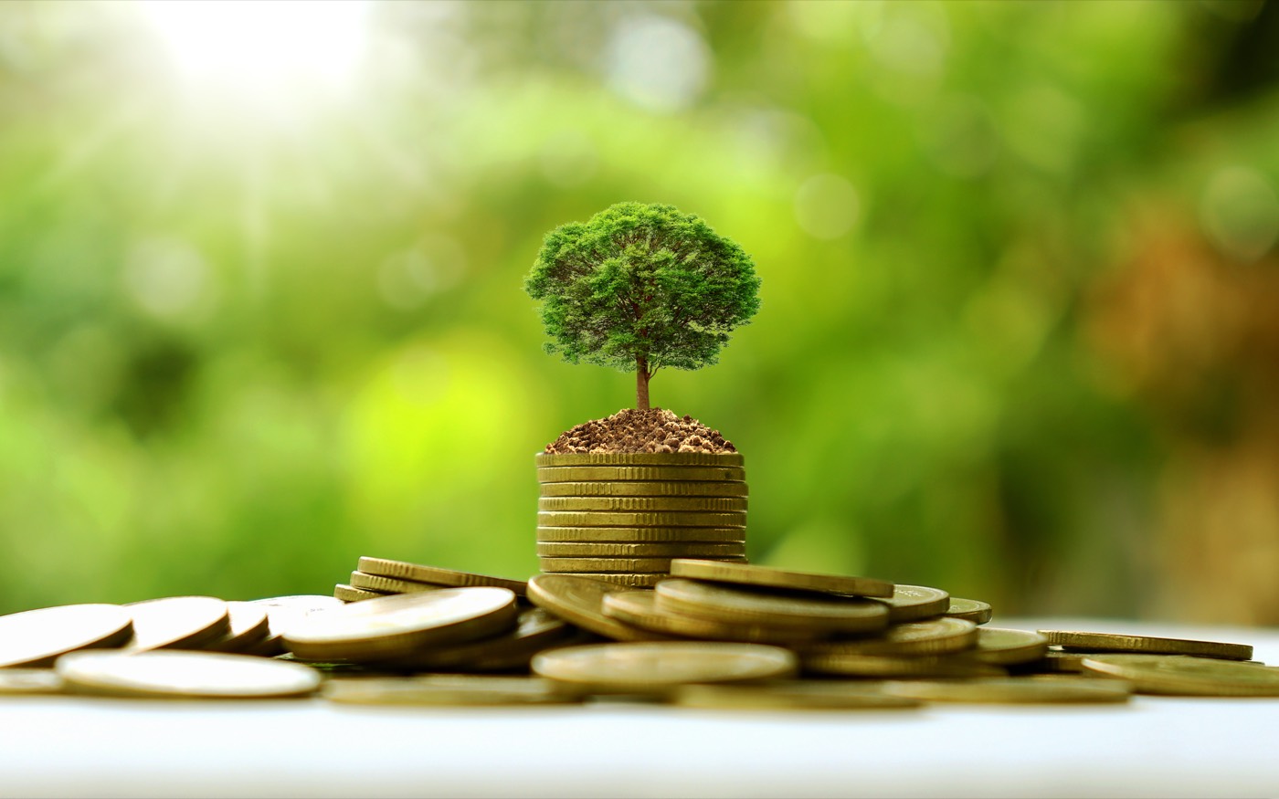 Copac tânăr crescând dintr-un teanc de monede